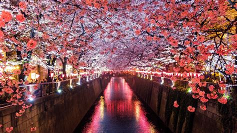 foto do sakura|Awesome Sakura 4K Ultra HD Wallpapers